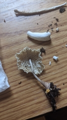 Leucocoprinus ianthinus