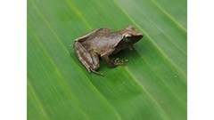 Phrynobatrachus auritus