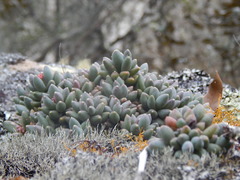 Pachyphytum hookeri