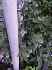 Symphytum caucasicum