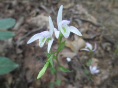 Triphora trianthophoros trianthophoros