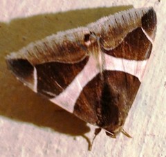 Bastilla crameri