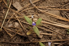Collinsia torreyi wrightii