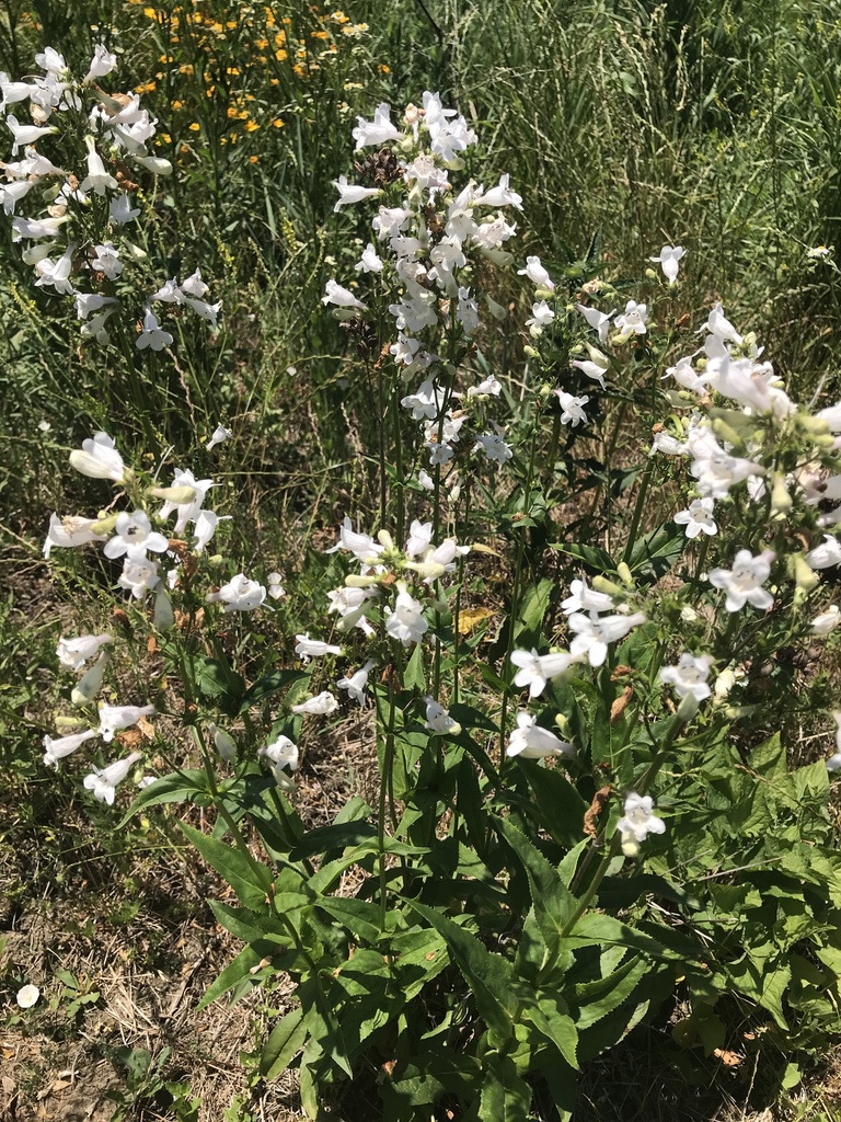 foxglove beardtongue from Kuhn Rd, Carol Stream, IL, US on June 14 ...