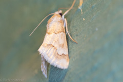 Pseudoschinia elautalis