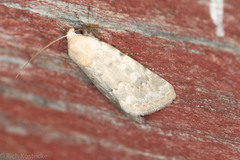 Leucocnemis perfundis