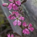 Simple Campion - Photo (c) Dan and Raymond, some rights reserved (CC BY-NC-SA)