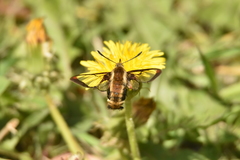 Hemaris aethra