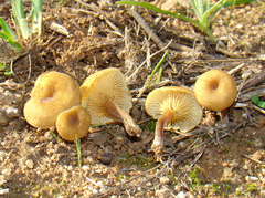 Crepidotus subfulviceps