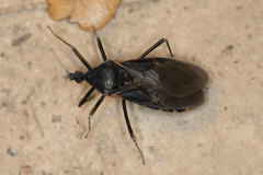 Triatoma gerstaeckeri
