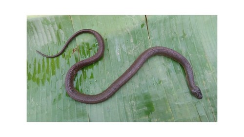African Brown Water Snake