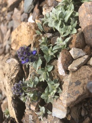 Veronica macrostemon
