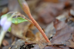 Puccinia mariae-wilsoniae