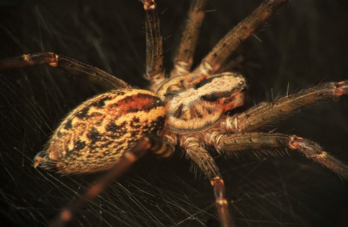 Eratigena inermis