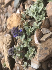 Veronica macrostemon