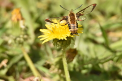 Hemaris aethra