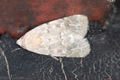 Leucocnemis perfundis