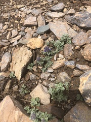 Veronica macrostemon