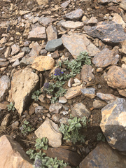 Veronica macrostemon