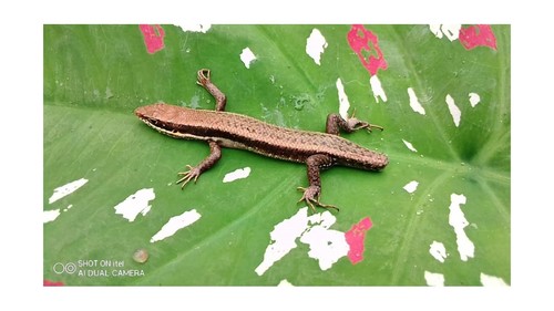 Speckle-lipped Mabuya