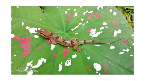 Cross River Half-toed Gecko