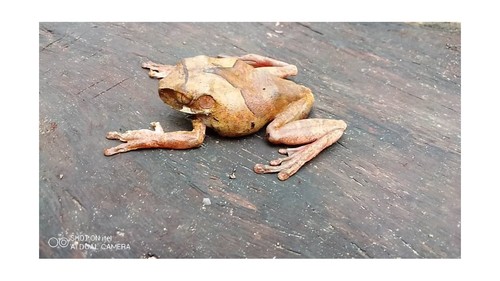 Victoria Forest Tree Frog
