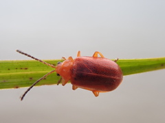 Tricholochmaea kalmiae