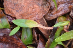 Puccinia mariae-wilsoniae