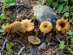 Crepidotus subfulviceps