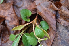 Puccinia mariae-wilsoniae
