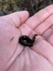 Cebidichthys violaceus