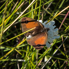 Pseudonympha machacha
