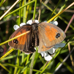 Pseudonympha machacha
