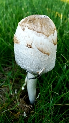 Coprinus comatus