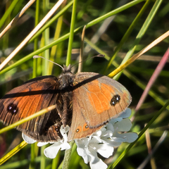Pseudonympha machacha