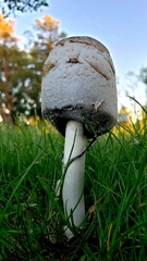 Coprinus comatus