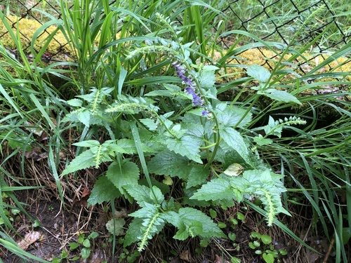Tall skullcap (Scutellaria altissima)