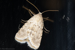 Leucocnemis perfundis