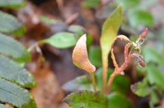 Puccinia mariae-wilsoniae