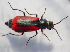 Malachius rubidus
