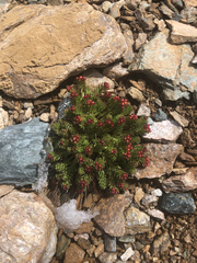 Rhodiola quadrifida