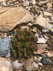 Rhodiola quadrifida