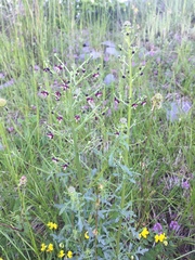 Scrophularia juratensis
