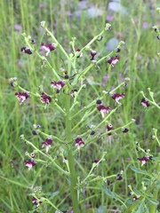 Scrophularia juratensis