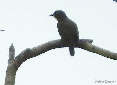 Yellow-throated Cuckoo