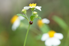 Coelophora bissellata