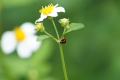 Coelophora bissellata