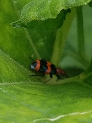 Lebia bitaeniata