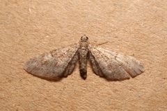 Eupithecia dodoneata