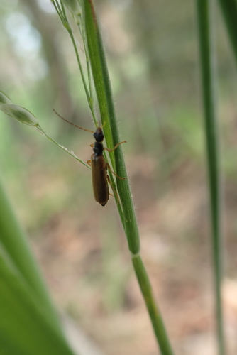 Rhagonycha lignosa, Soest, Nederland, photo 8 of 10